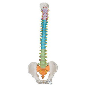 Didactic Flexible Spine Model