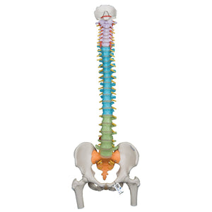 Didactic Flexible Spine Model with Femur Heads