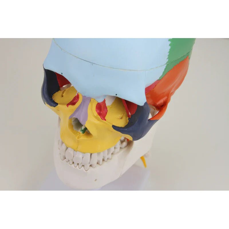 Didactic Skull Mounted on Cervical Spine Model