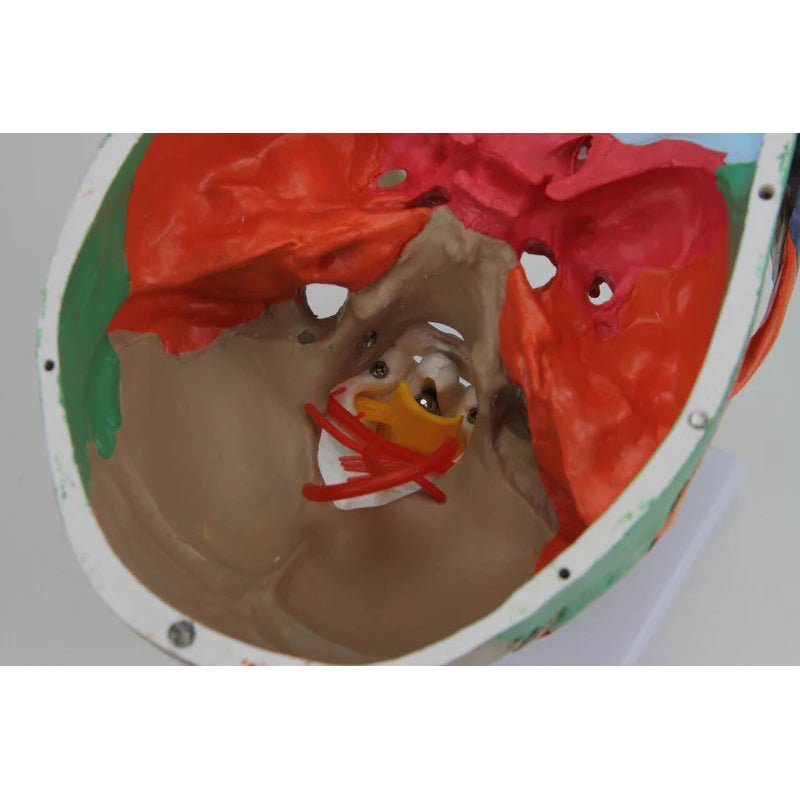 Didactic Skull Mounted on Cervical Spine Model