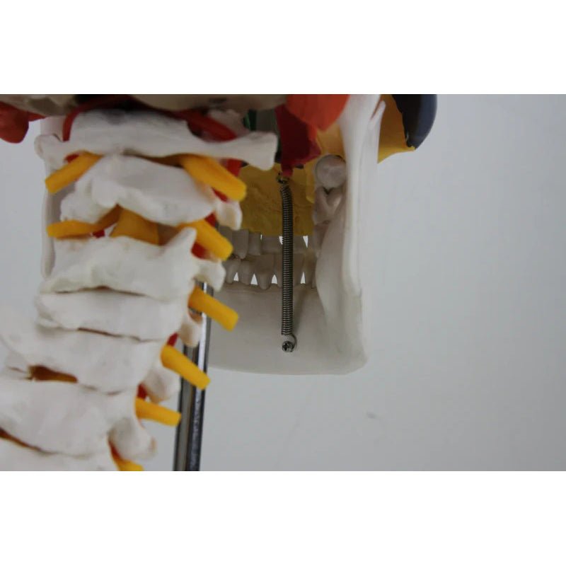 Didactic Skull Mounted on Cervical Spine Model