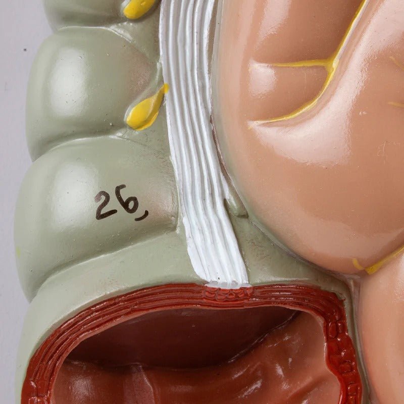 Digestive System Model, 2 Parts