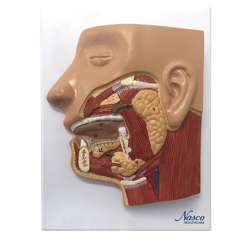 Digestive System Model, 3 Parts