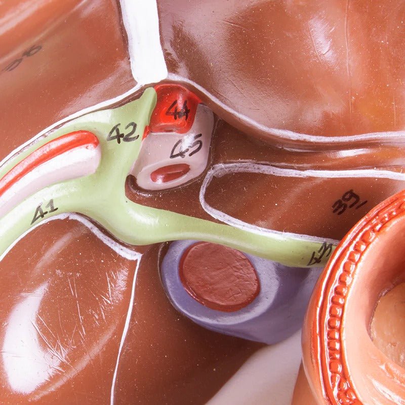 Digestive System Model, 2 Parts