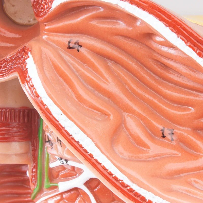 Digestive System Model, 2 Parts