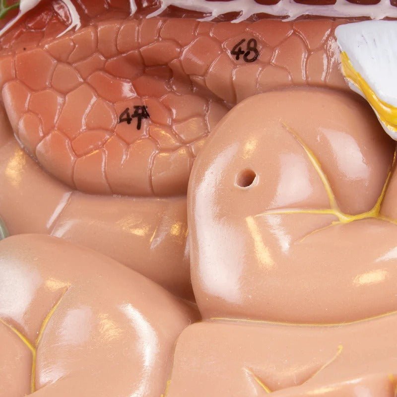 Digestive System Model, 2 Parts