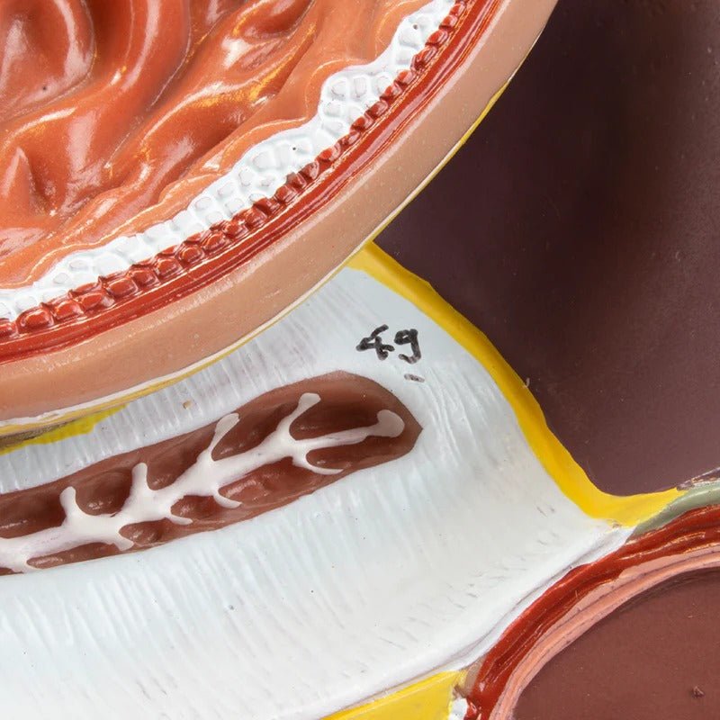 Digestive System Model, 2 Parts