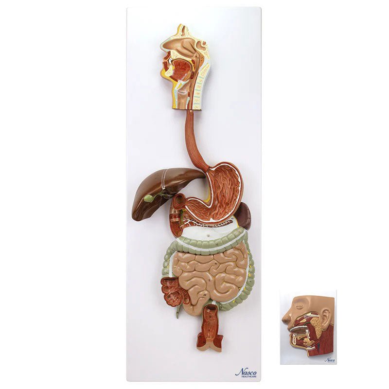 Digestive System Model, 3 Parts