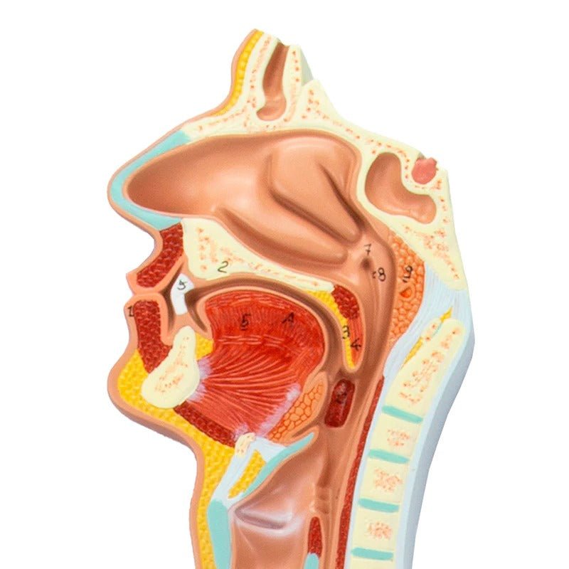 Digestive System Model, 2 Parts