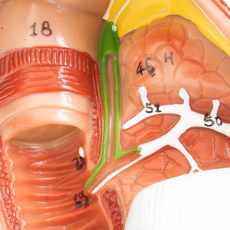 Digestive System Model, 2 Parts