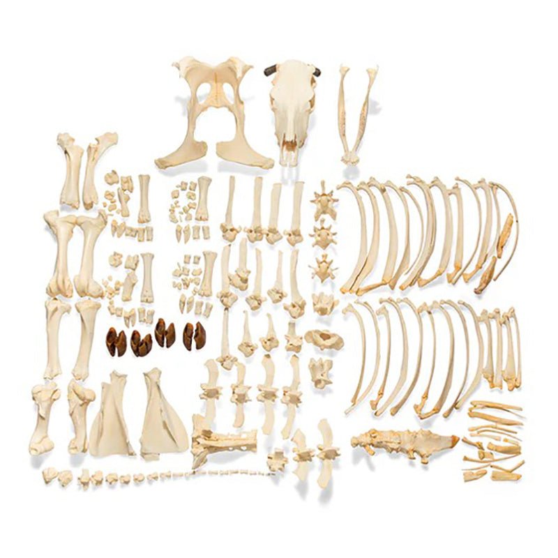 Disarticulated Bovine Skeleton, Unmounted