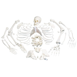 Disarticulated Full Anatomical Skeleton Model with 3-part Skull