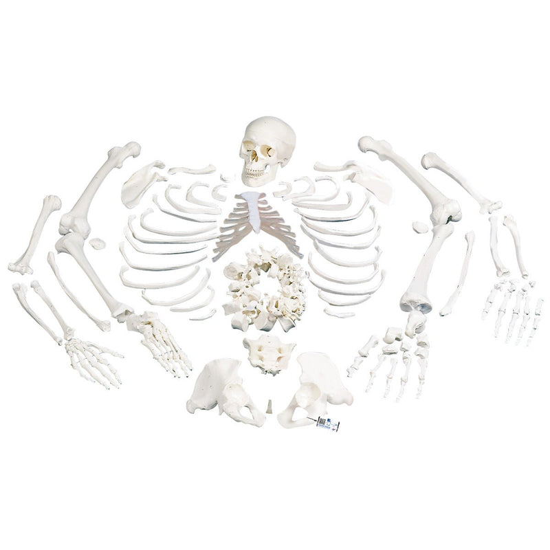 Disarticulated Full Anatomical Skeleton Model with 3-part Skull