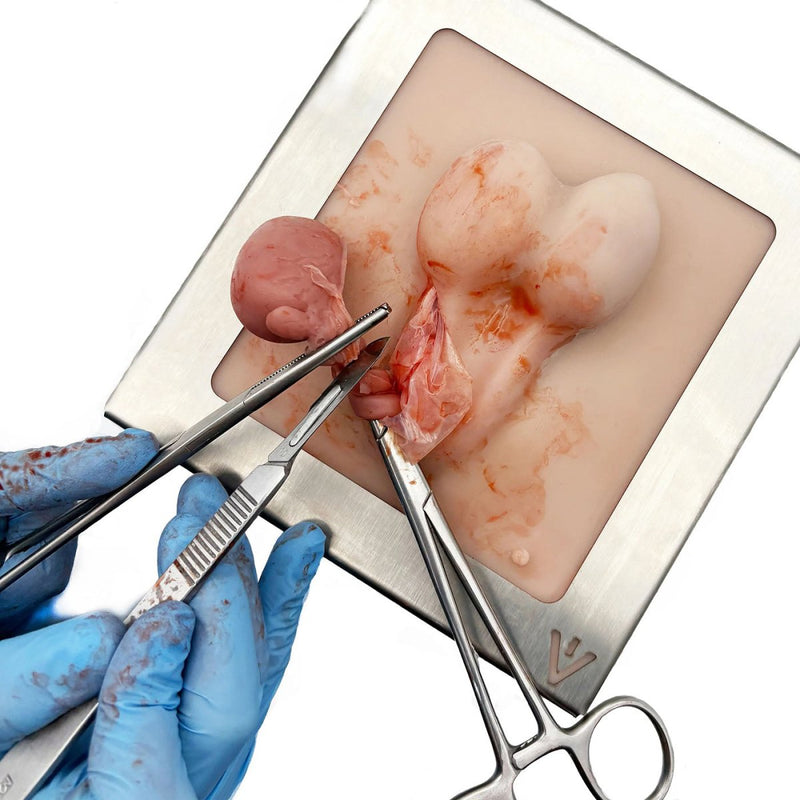 Dog Castration Model