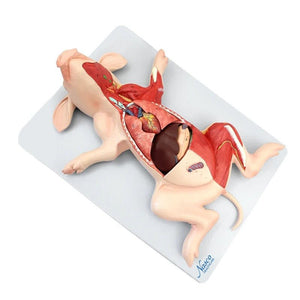 Domestic Pig Model, 10-Parts