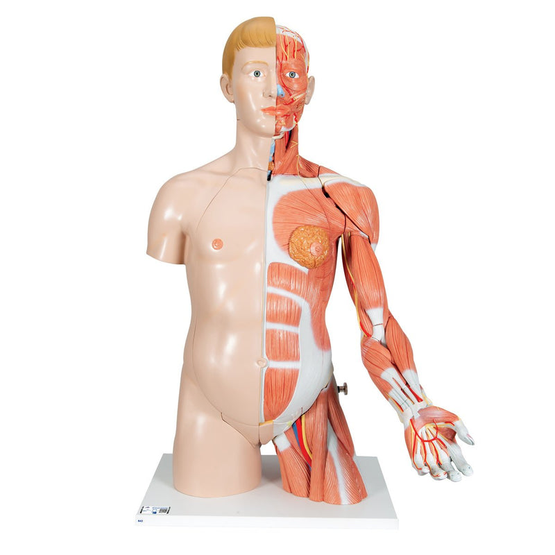 Dual Gender Torso with Muscle Arm, 33-part