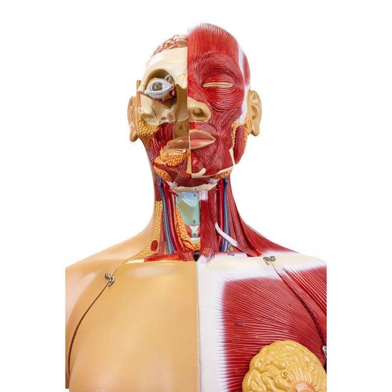 Dual-Sex Muscular Torso with Open Neck & Back Model, 28 Parts