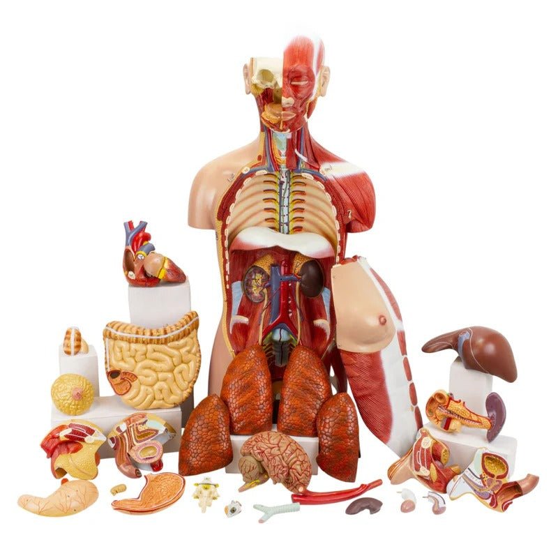 Dual-Sex Muscular Torso with Open Neck & Back Model, 28 Parts