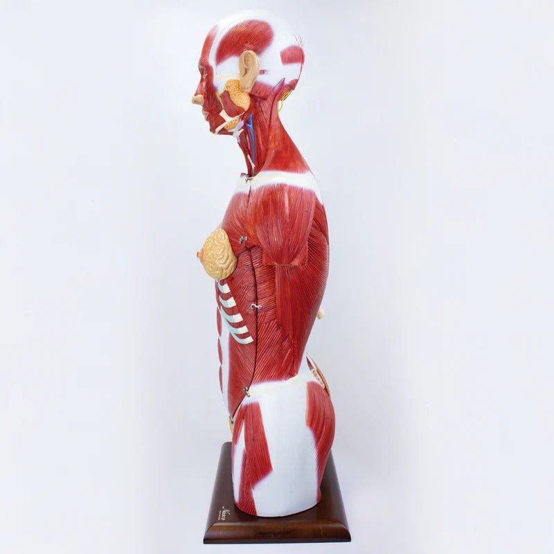 Dual-Sex Muscular Torso with Open Neck & Back Model, 28 Parts
