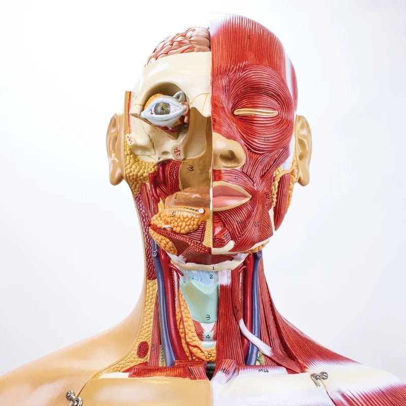 Dual-Sex Muscular Torso with Open Neck & Back Model, 28 Parts
