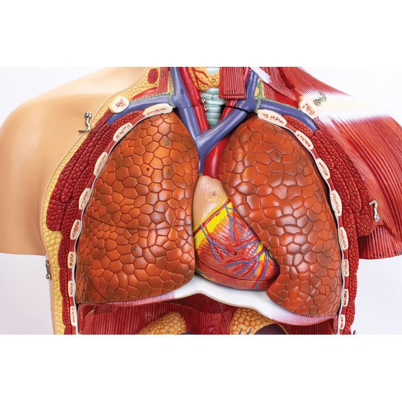 Dual-Sex Muscular Torso with Open Neck & Back Model, 28 Parts