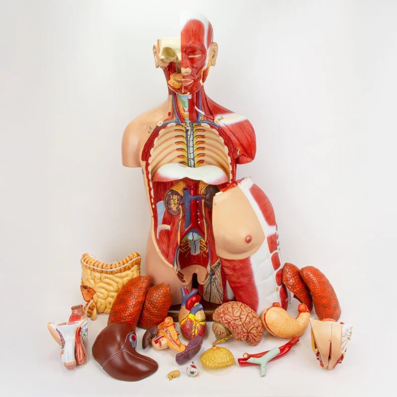 Dual-Sex Muscular Torso with Open Neck & Back Model, 28 Parts