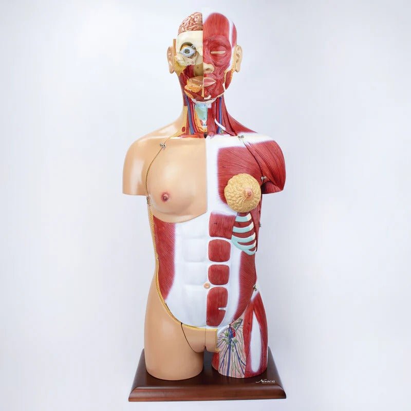 Dual-Sex Muscular Torso with Open Neck & Back Model, 28 Parts