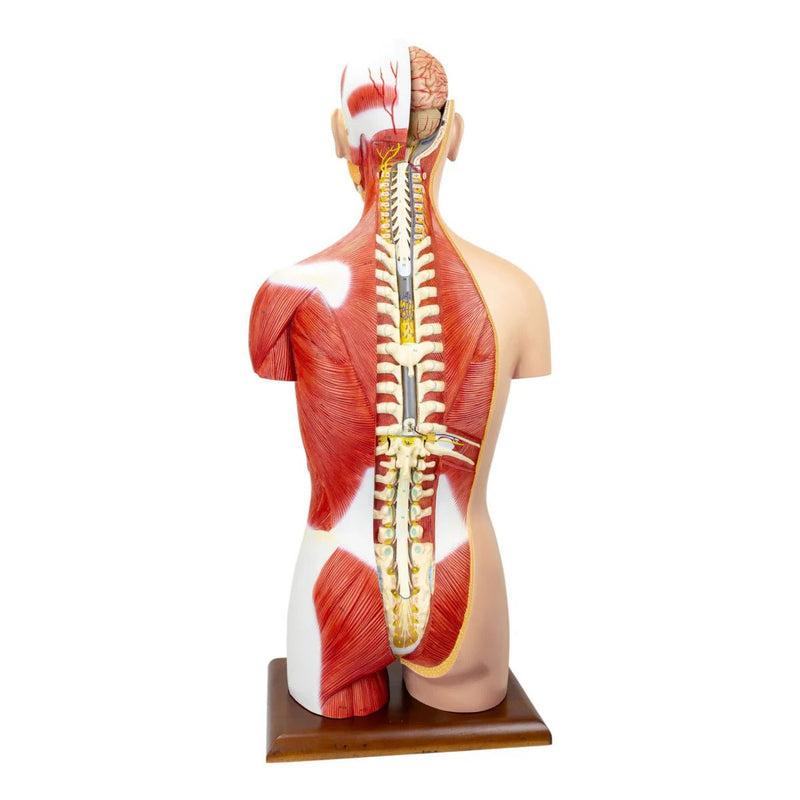 Dual-Sex Muscular Torso with Open Neck & Back Model, 28 Parts