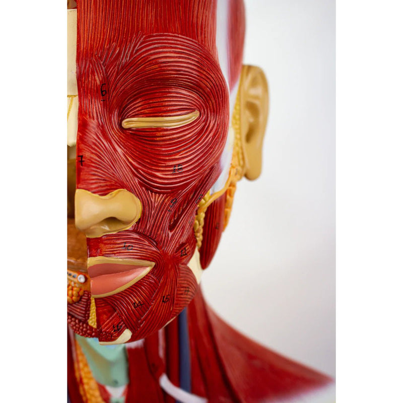 Dual-Sex Muscular Torso with Open Neck & Back Model, 28 Parts