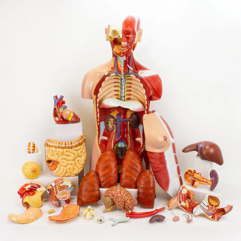 Dual-Sex Muscular Torso with Open Neck & Back Model, 28 Parts