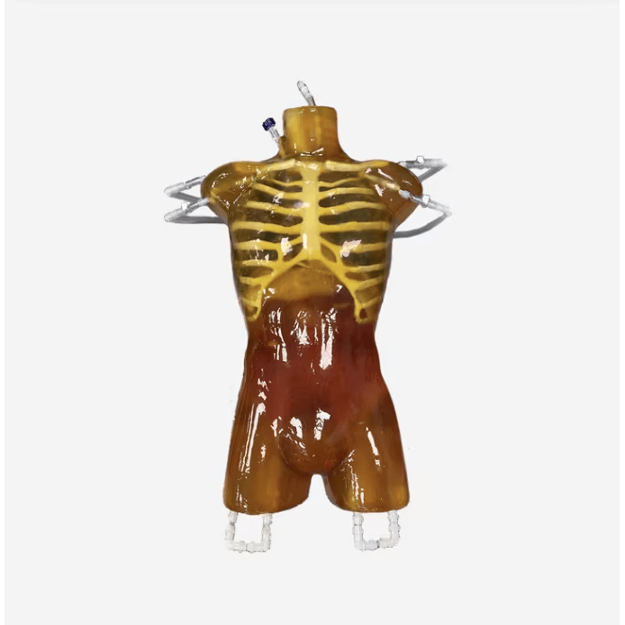 Dynamic Adult Male Torso for X-Ray CT and MRI