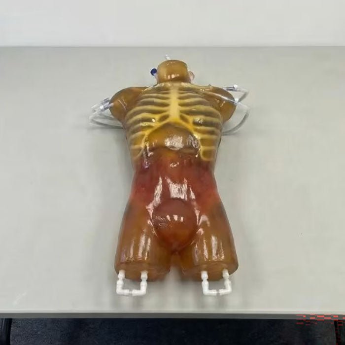 Dynamic Adult Male Torso for X-Ray CT and MRI