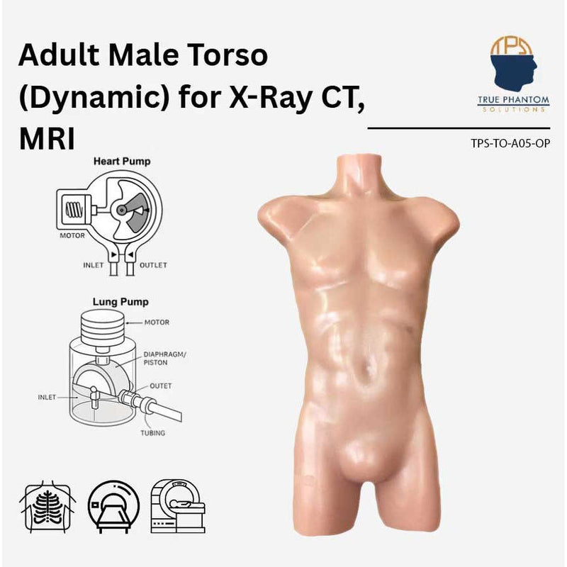 Dynamic Adult Male Torso for X-Ray CT and MRI