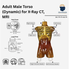 Dynamic Adult Torso with Heart Pump for X-Ray CT and MRI