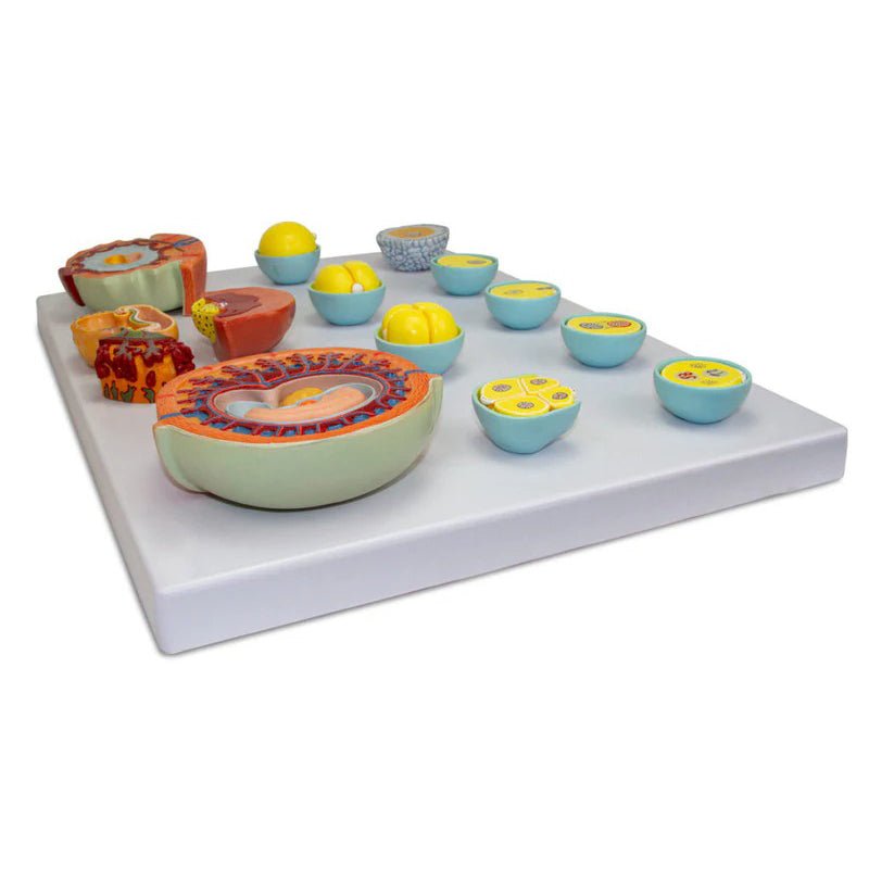 Embryonic Development Model, 13 Stages