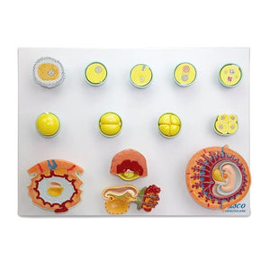 Embryonic Development Model, 13 Stages