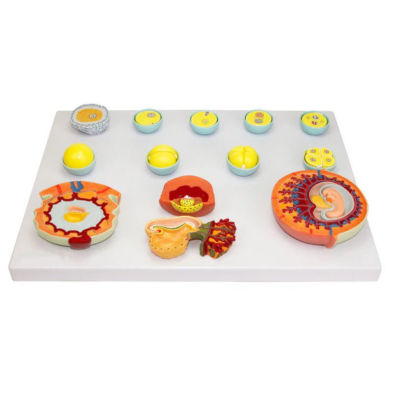 Embryonic Development Model, 13 Stages