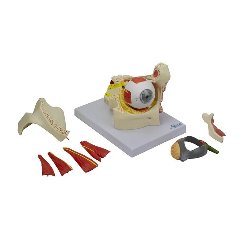 Eye Model, 2.5X Enlarged, 14 Parts