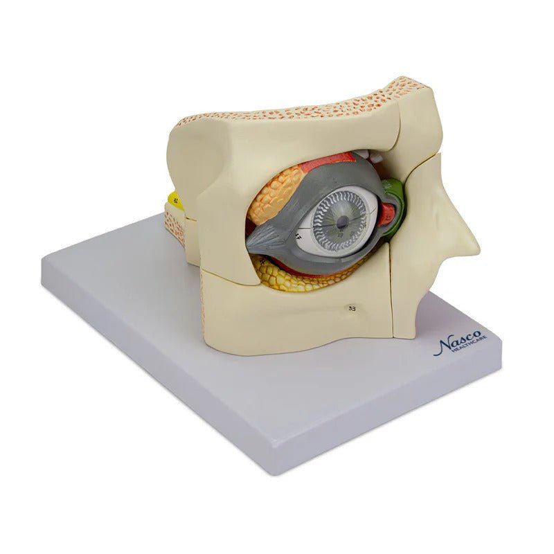 Eye Model, 2.5X Enlarged, 14 Parts
