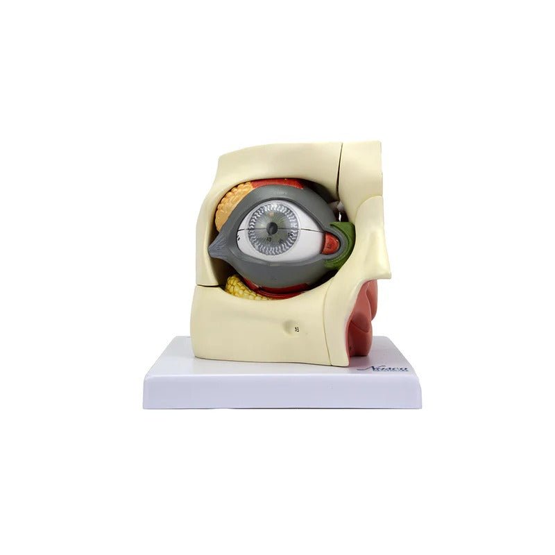 Eye Model, 2.5X Enlarged, 14 Parts
