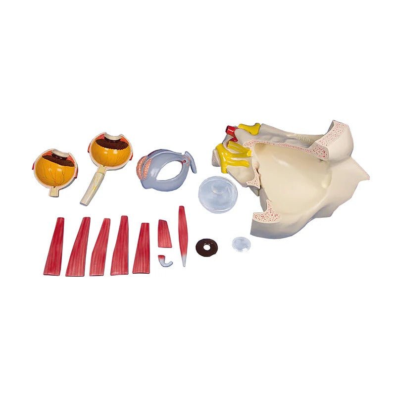 Eye Model, 2.5X Enlarged, 14 Parts