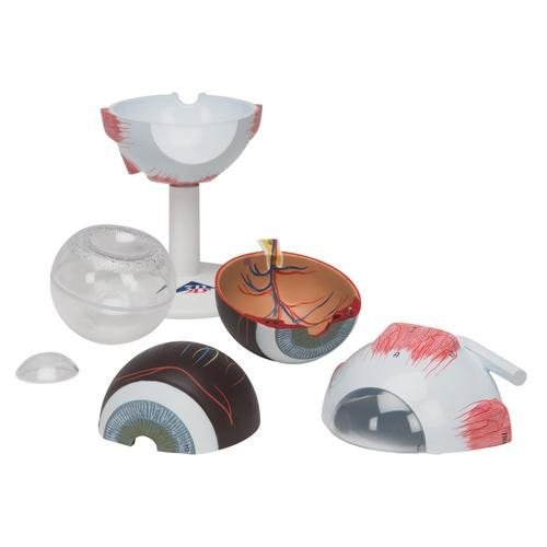 Eye Model, 3 times full-size, 6 part, Numbered