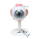 Eye Model, 3 times full-size, 6 part, Numbered