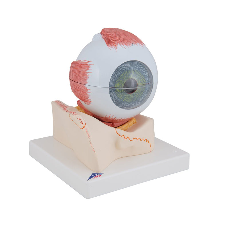 Eye Model, 5 times full-size, 7 part, Numbered