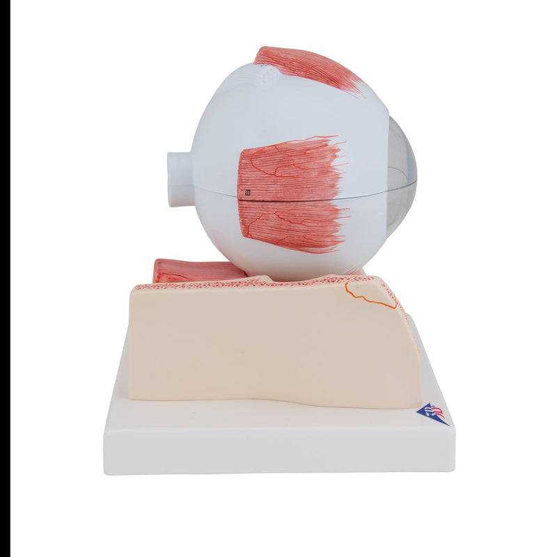 Eye Model, 5 times full-size, 7 part, Numbered