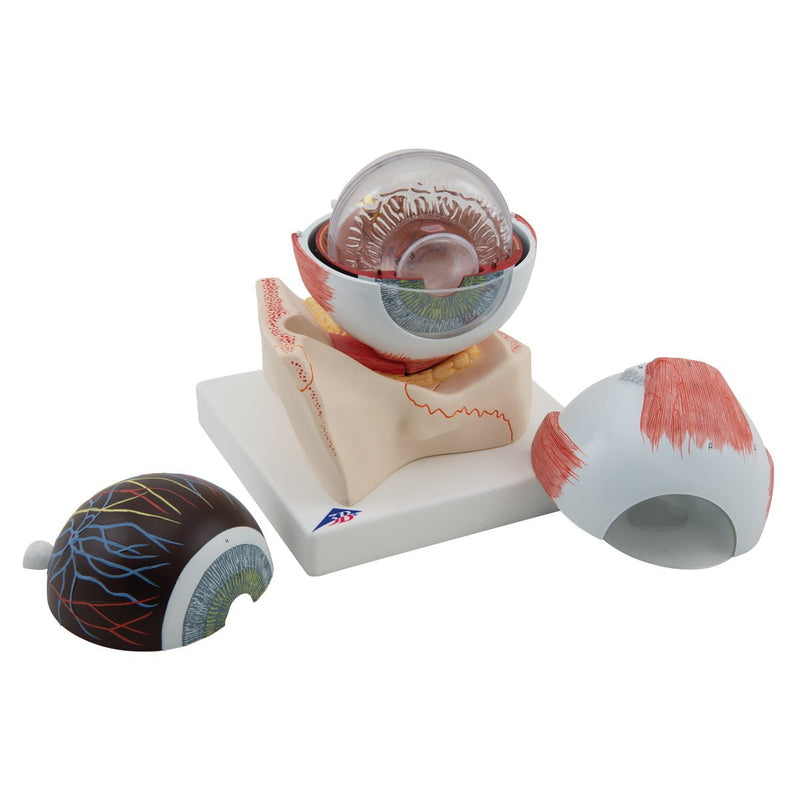 Eye Model, 5 times full-size, 7 part, Numbered