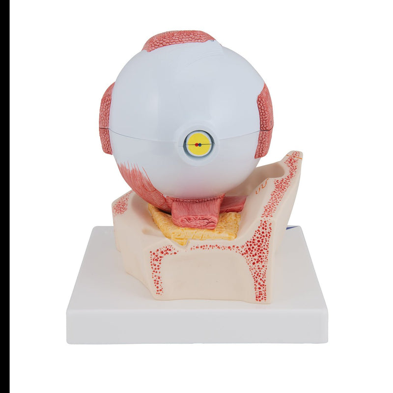 Eye Model, 5 times full-size, 7 part, Numbered