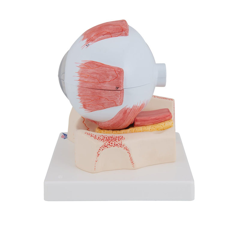 Eye Model, 5 times full-size, 7 part, Numbered