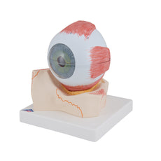 Eye Model, 5 times full-size, 7 part, Numbered
