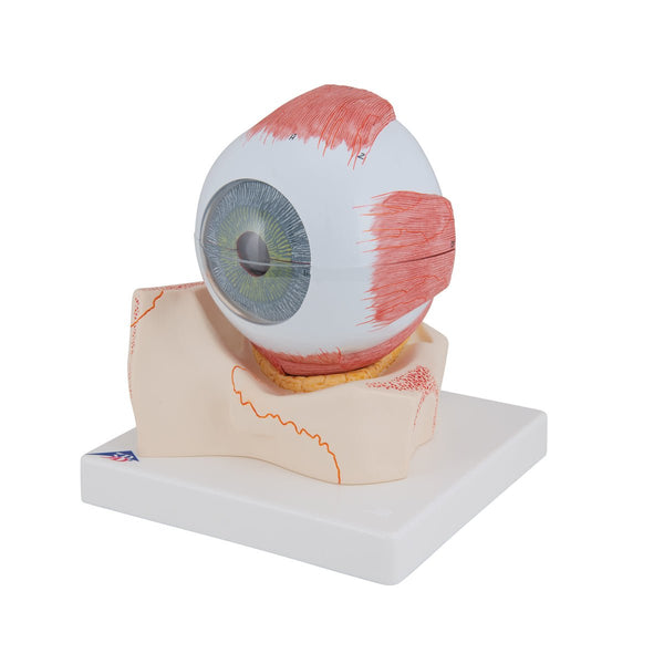 Eye Model, 5 times full-size, 7 part, Numbered – GTSimulators.com